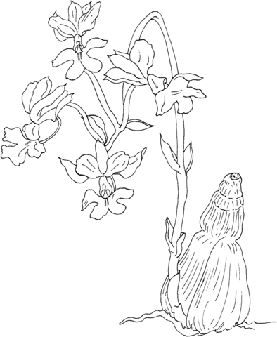 Calanthe Vestita Var Regnieri Orchid Coloring Page